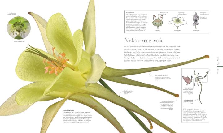 Immagine prodotto Flora – Wunderwelt der Pflanzen (Tedesco, Casa editrice DK, 2019)