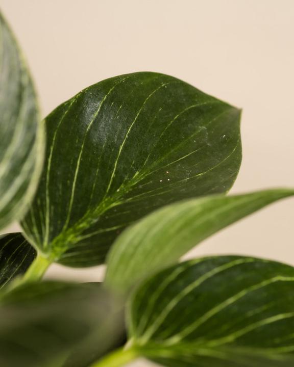 Image du produit feey Philodendron Birkin 'White Measure' (mesure blanche) (30 cm, Fraîchement rempotés)