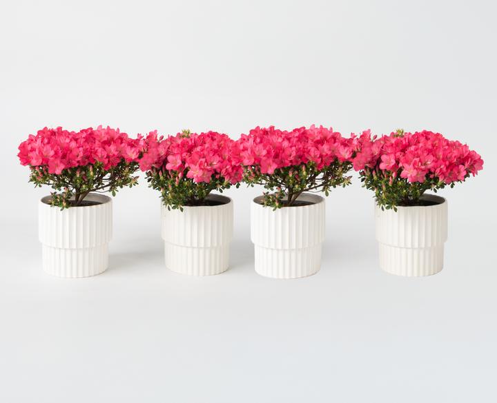 Actual product image Plant in a Box Rhododendron azalea 'Anouk' - set of 4 azaleas (25 cm)