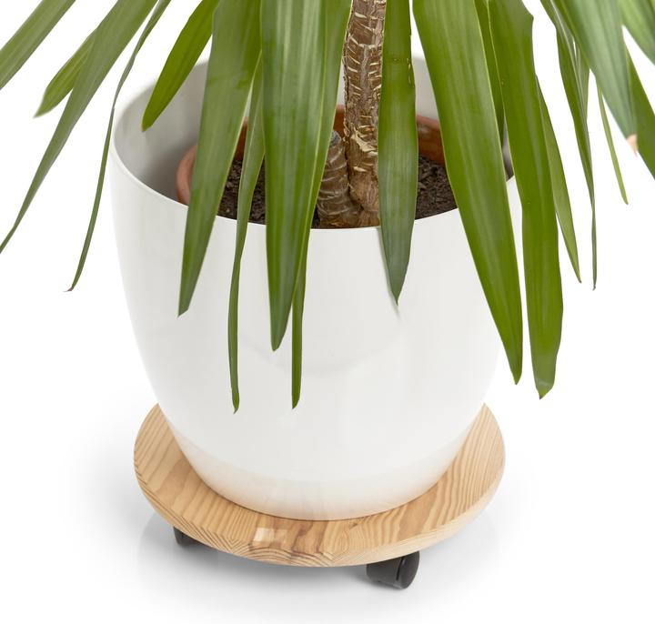 Actual product image Zeller Present Plant Roller