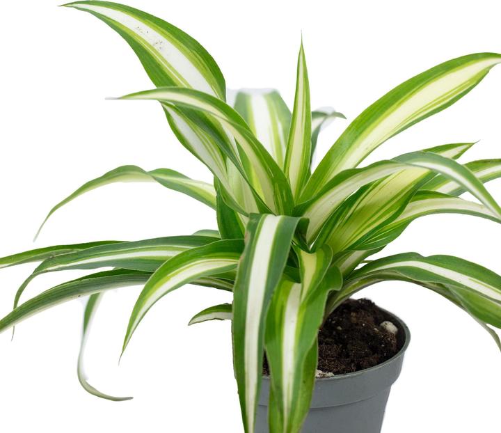 Immagine prodotto Flowerbox Giglio verde - Chlorophytum Comosum Variegata (15 cm)