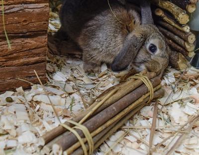 Immagine prodotto Schweizer Bastoni di salice 25cm