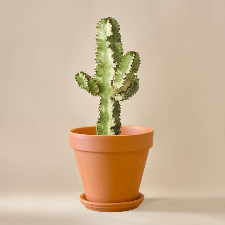 Mary and Plants Wolfsmilch-Kaktus Variegata (70 cm)