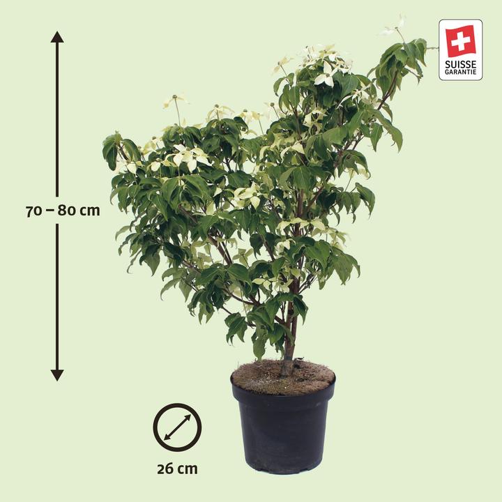 Actual product image Zulauf Blüten-Hartriegel / Cornus kousa 'Milky Way' (80 cm)