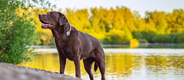 Actual product image Sure PetCare Animo (One size, Dog, General)