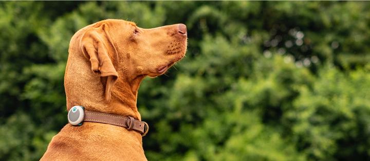 Actual product image Sure PetCare Animo (One size, Dog, General)