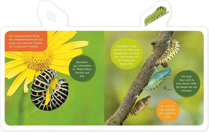 Produktbild Mein kleines Tier-Lexikon - Der Schmetterling (Deutsch, Hannah Kastenhuber, 2020)