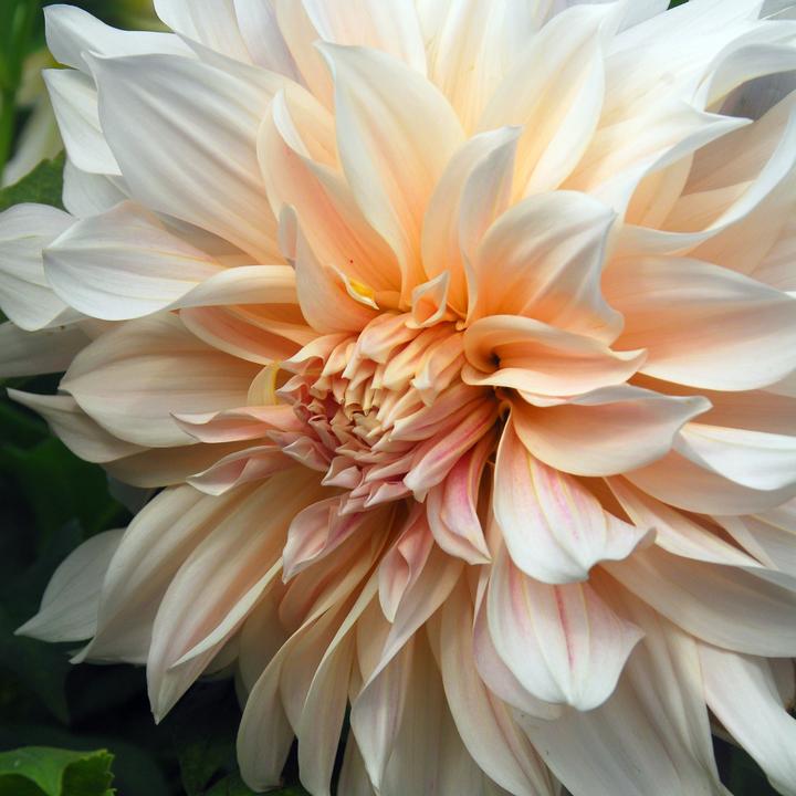 Produktbild Plant in a Box Dahlia Café au Lait - Dahlien (10 cm)