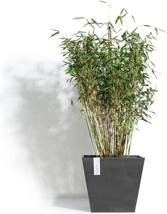 Actual product image Ecopots Rotterdam (50 cm)