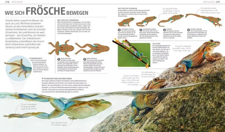 Produktbild Mega-Wissen. Natur (Deutsch, DK Verlag - Kids, 2018)