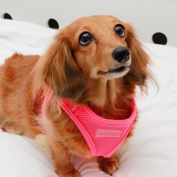 Image du produit Puppia Harnais de gilet B (M, Chien, Promenade)