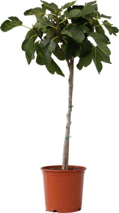 Image du produit Plant in a Box Ficus Carica - Figuier (70 cm)
