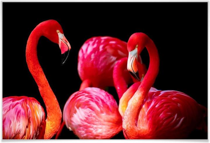 Immagine prodotto Trenddeko Fenicottero rosa (100 x 70 cm)