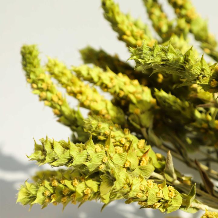 Image du produit Delinio Griechischer Bio Bergtee, 60 gr, SIDERITIS SCARDICA, per hand geerntet, natürliche Trocknung an der (62 g)