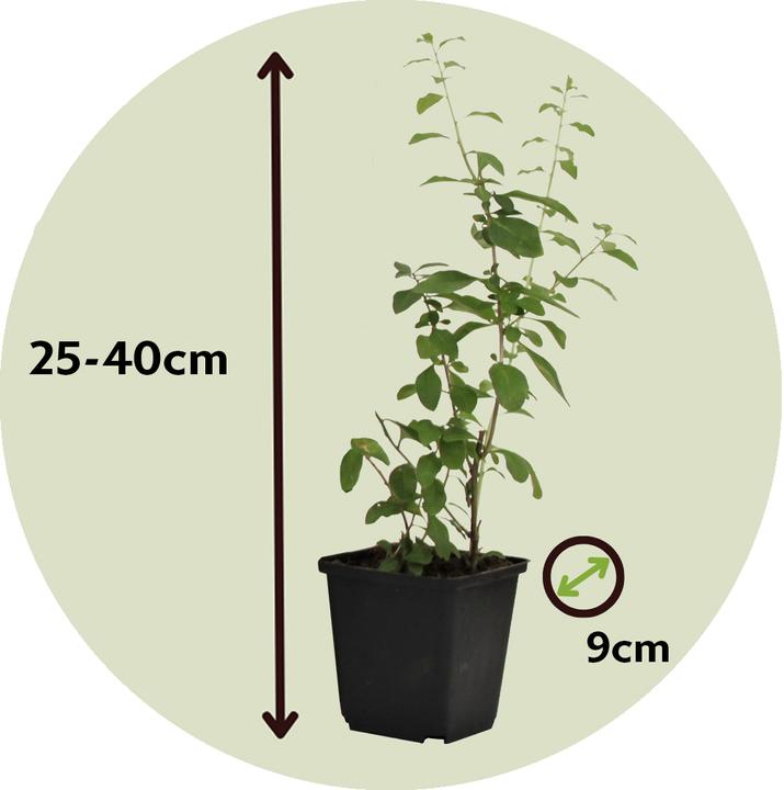 Produktbild Plant in a Box Lycium barbarum - 3er Set Goji Pflanzen (25 cm)