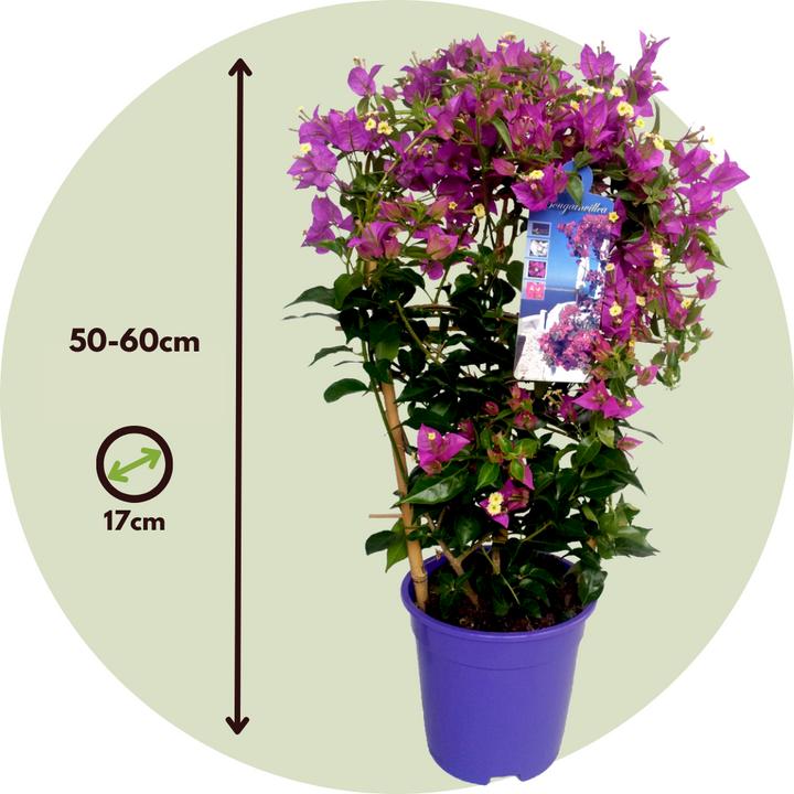 Actual product image Plant in a Box Bougainvillea 'Alexandra' - (50 cm)