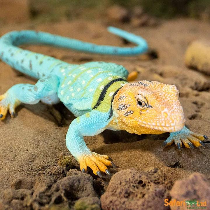 Immagine prodotto Safari Iguana dal collare