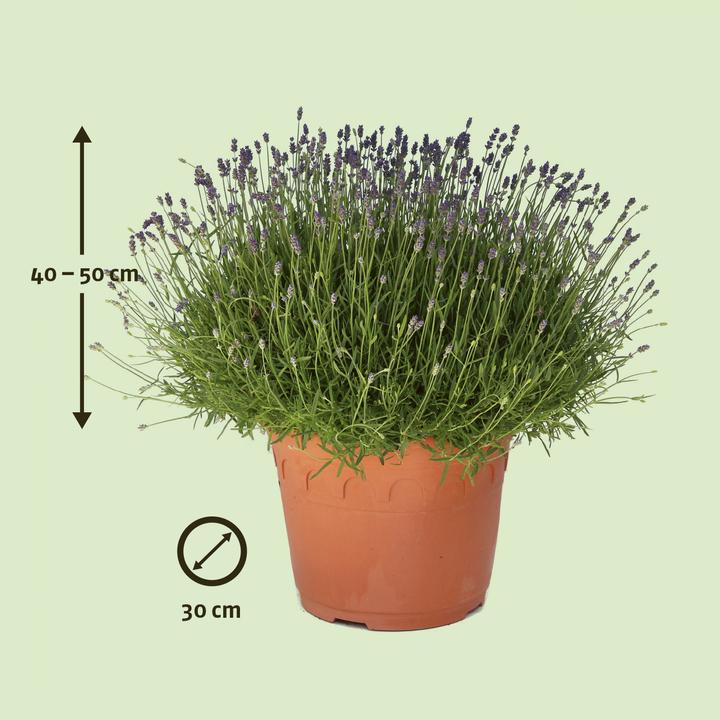 Produktbild Zulauf Lavendel / Lavandula angust. 'Hidcote' (30 cm)