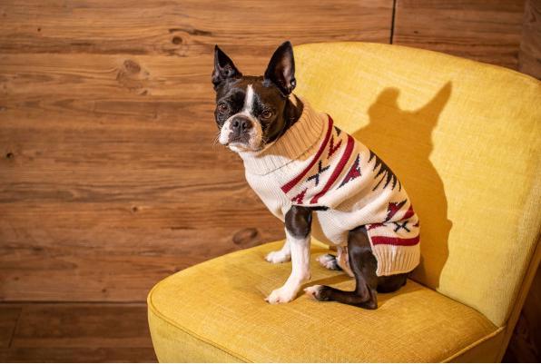 Actual product image Chiara Pullover LIMA (35, Dog jumper)