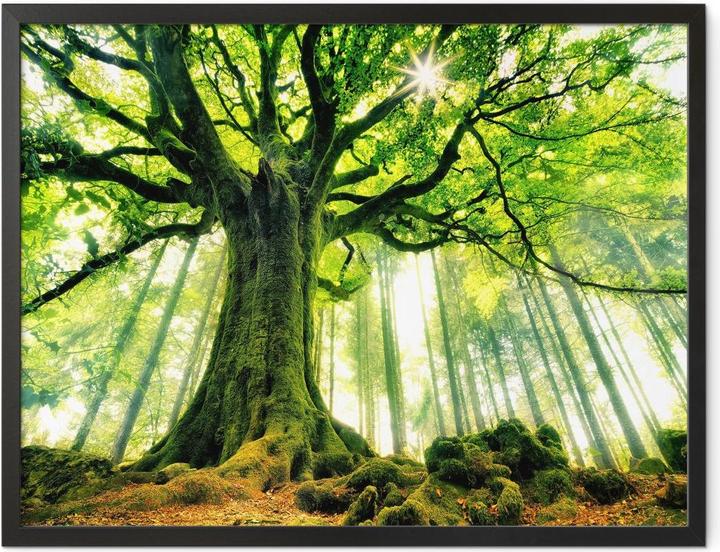 Immagine prodotto Trenddeko Kiciak - Bosco delle fiabe (40 x 30 cm)