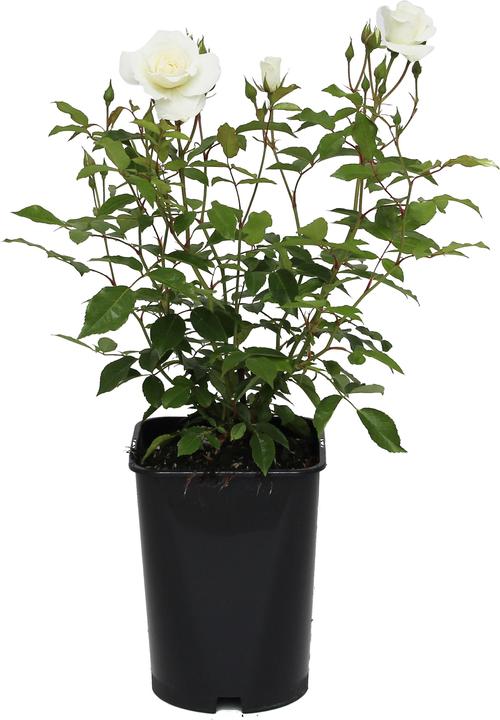 Actual product image Zulauf Rose (40 cm)