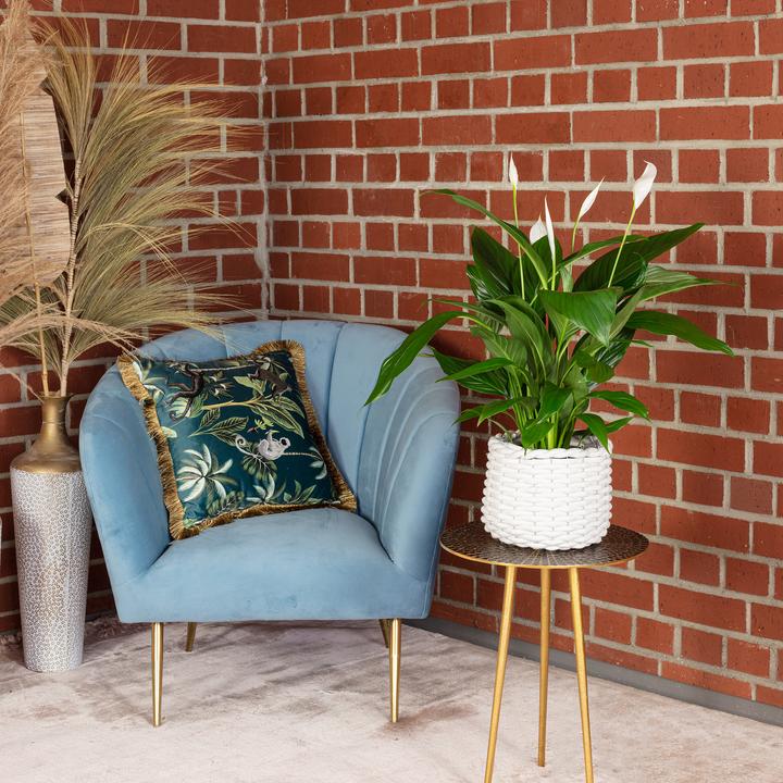 Produktbild Flowerbox Einblatt - Spathiphyllum (70 cm)