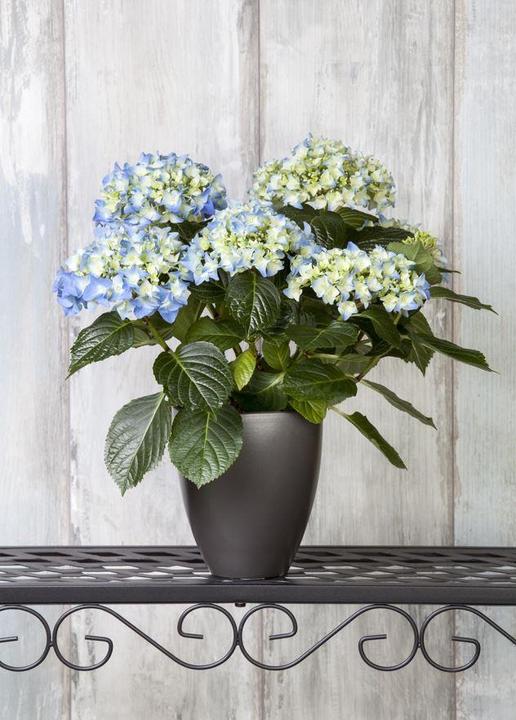 Actual product image Hydrangea (50 cm)