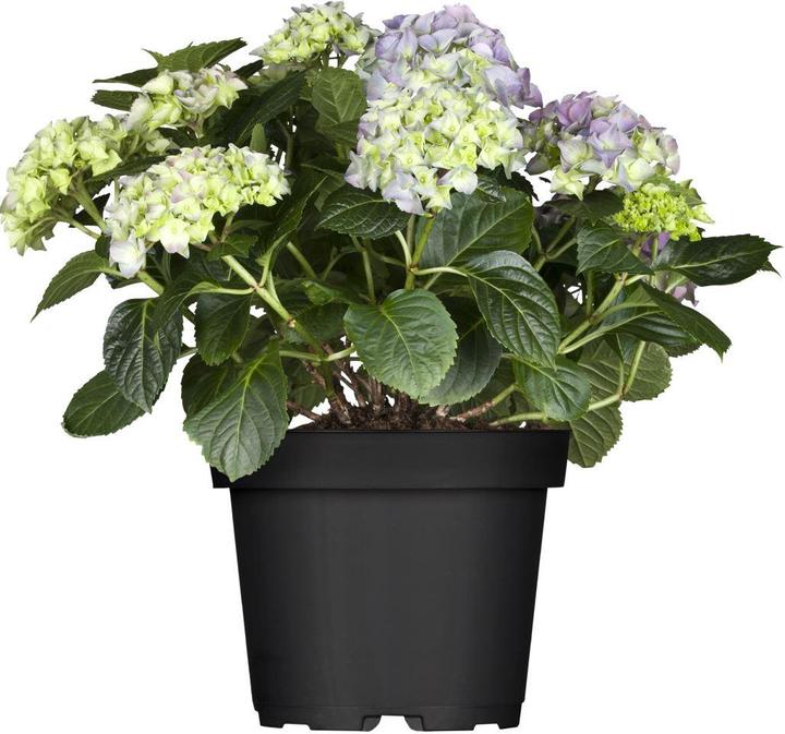 Actual product image Hydrangea (50 cm)