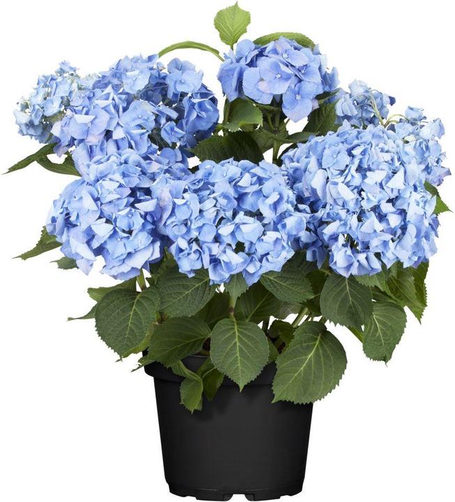 Actual product image Hydrangea (50 cm)