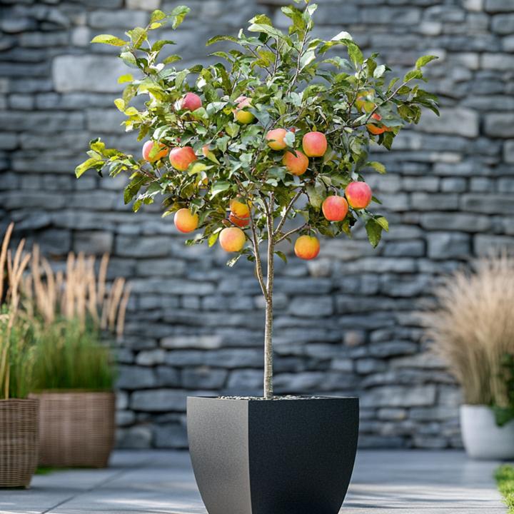 Immagine prodotto Plant in a Box Malus domestica 'Elstar' - Melo (90 cm)