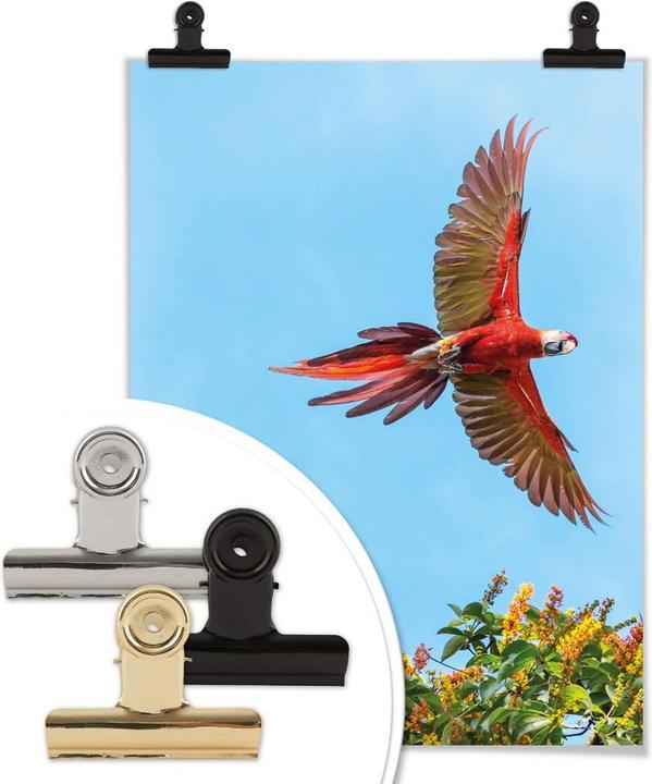 Produktbild Trenddeko Colombo – Papagei im Flug (50 x 60 cm)