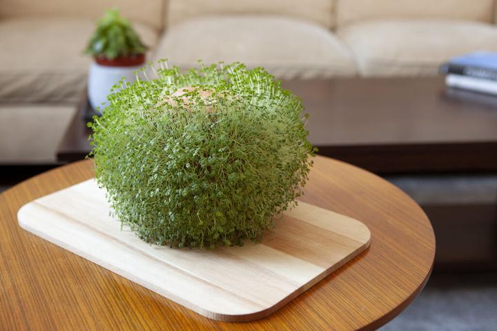 Actual product image Kikkerland Green Orb (15 cm)