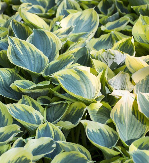 Image du produit Hosta 'First Frost (50 cm)