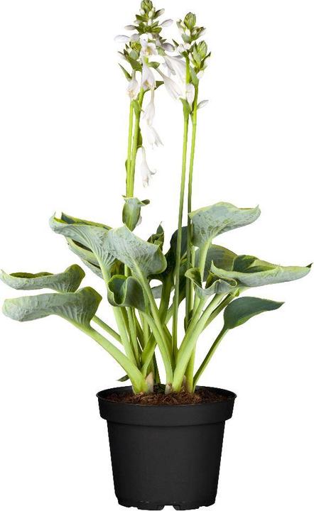 Image du produit Hosta 'First Frost (50 cm)