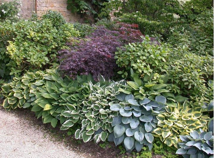 Image du produit Hosta 'First Frost (50 cm)