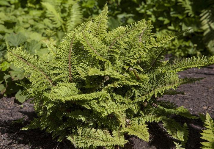 Actual product image Polystichum set. 'Proliferum' (35 cm)