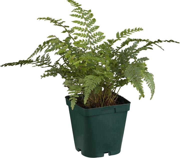 Actual product image Polystichum set. 'Proliferum' (35 cm)