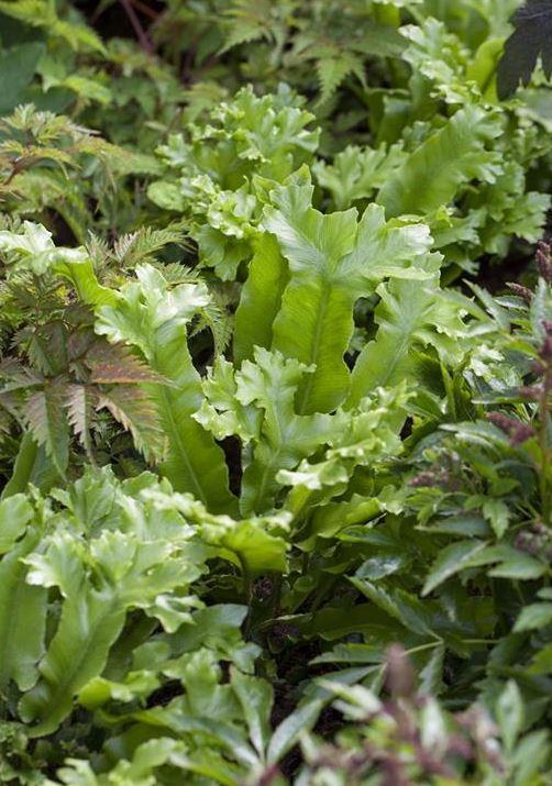 Asplenium scolopendrium (35 cm)