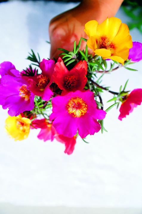 Immagine prodotto Zollinger Bio Fiori di portulaca, colori pastello misti (annuali) (Pianta bulbosa)