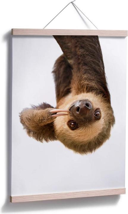 Actual product image Trenddeko The Sloth (50 x 60 cm)