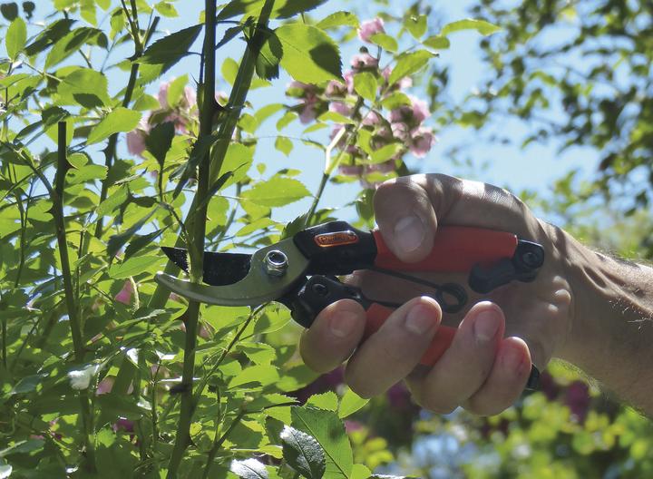 Immagine prodotto Garten Primus Forbici da giardino "Regina delle rose