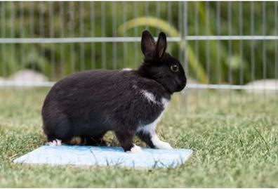 Actual product image Trixie Cooling plate for guinea pig