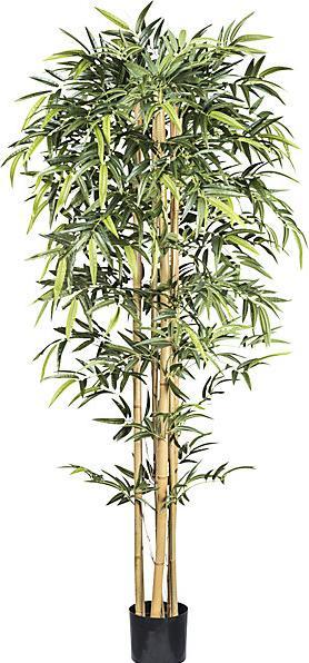 kaiserkraft Bambou à tronc naturel, pot en plastique, hauteur 2100 mm. (210 cm)