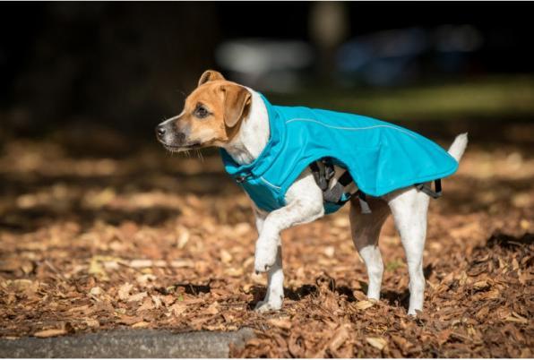 Actual product image Chiara Harry (M, Dog coat)