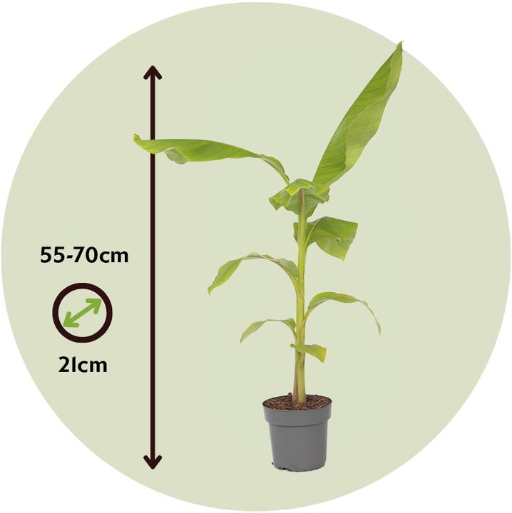 Image du produit Plant in a Box Musa Basjoo - Plants de bananes (55 cm)