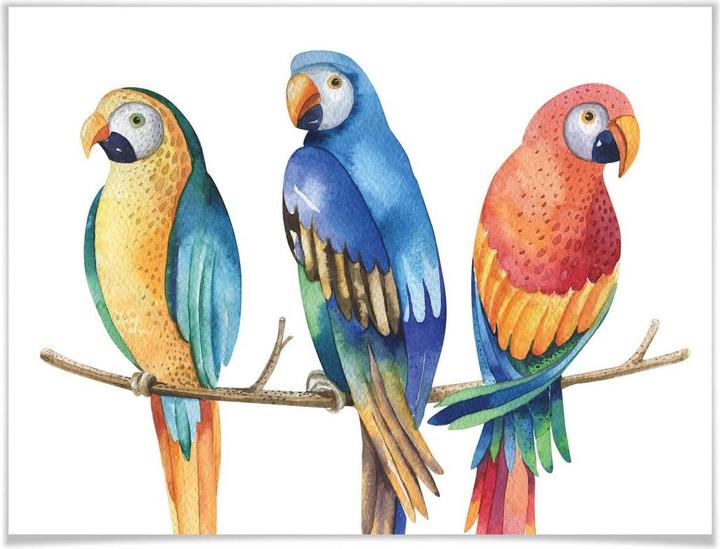 Produktbild Trenddeko Kvilis - Bunte Papageien (80 x 60 cm)