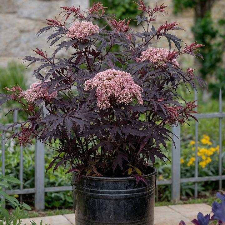 Produktbild Plant in a Box Sambucus nigra 'Black Lace' - 4er Set Holunder (25 cm)