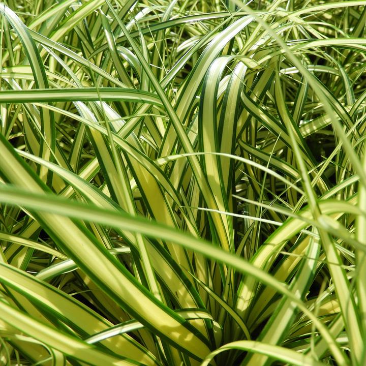 Immagine prodotto Zulauf Carex oshimensis 'Evergold' / Japan-Segge 'Evergold' (20 cm)