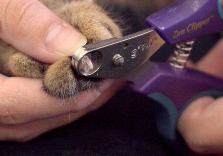 Immagine prodotto Zen Clipper Forbici ad artiglio sicure (Cane, Gatto)