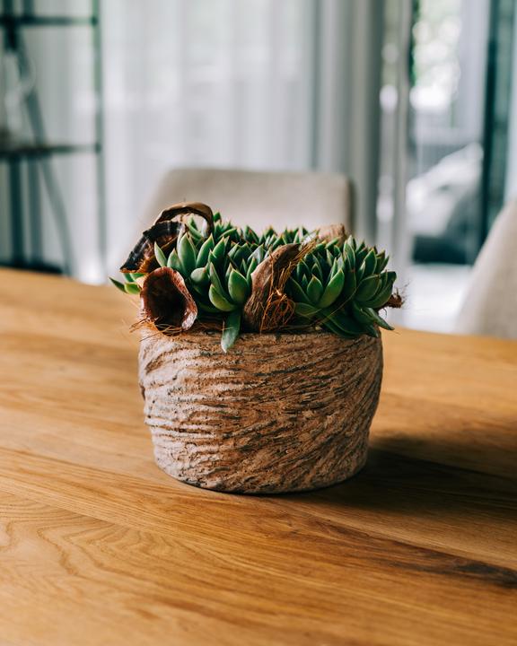 Actual product image Migros Ostschweiz Succulent tray (22 cm)